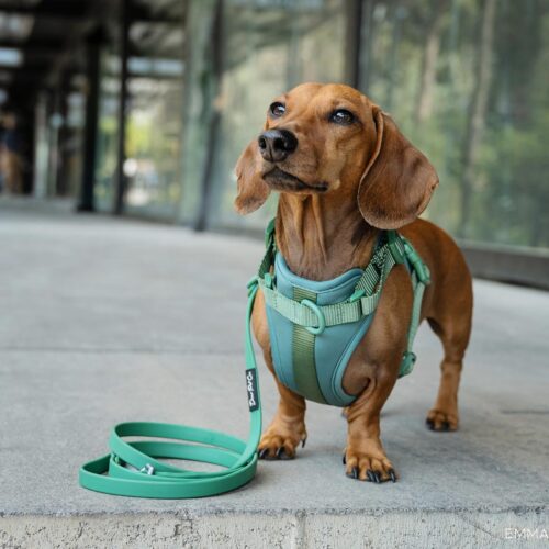 Dachshund wearing a green harness and lead