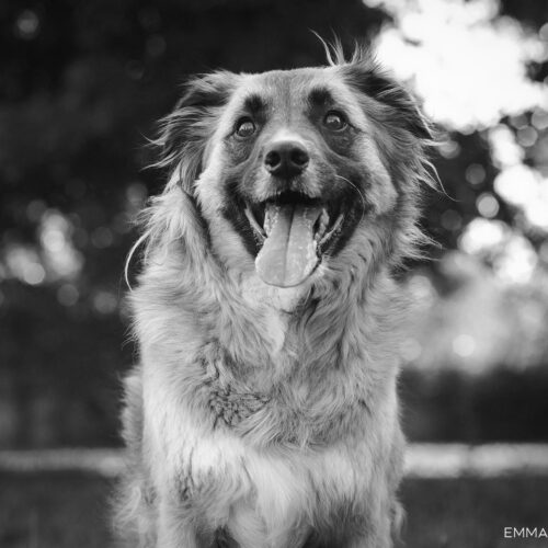 black and white photograph of a mixed breed dog photographed outdoors