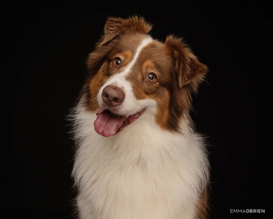 Australian shepherd dog photographed against a black backdrop