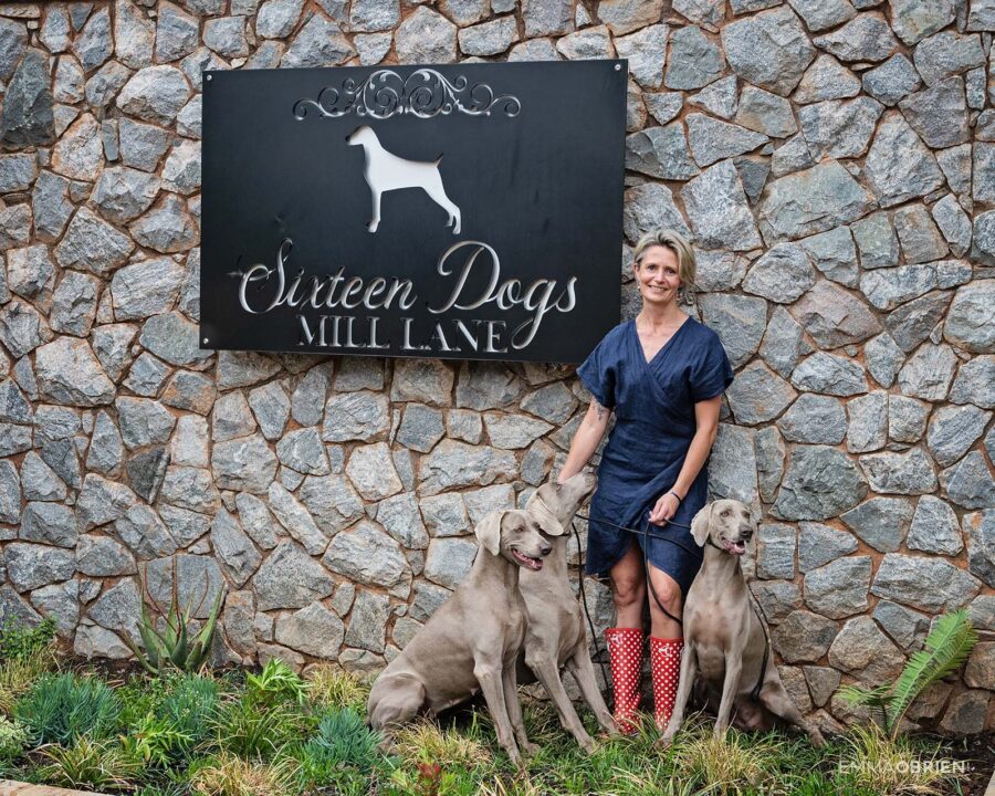woman stading against a wall with 3 weimaraners