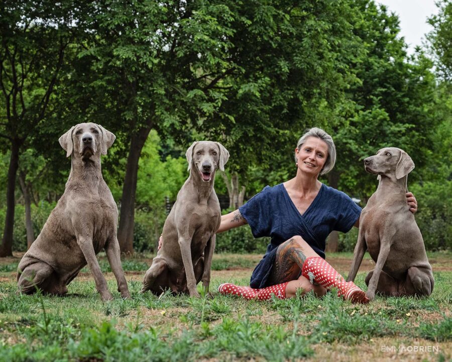 Woman sitting on grass with 3 weimaraners