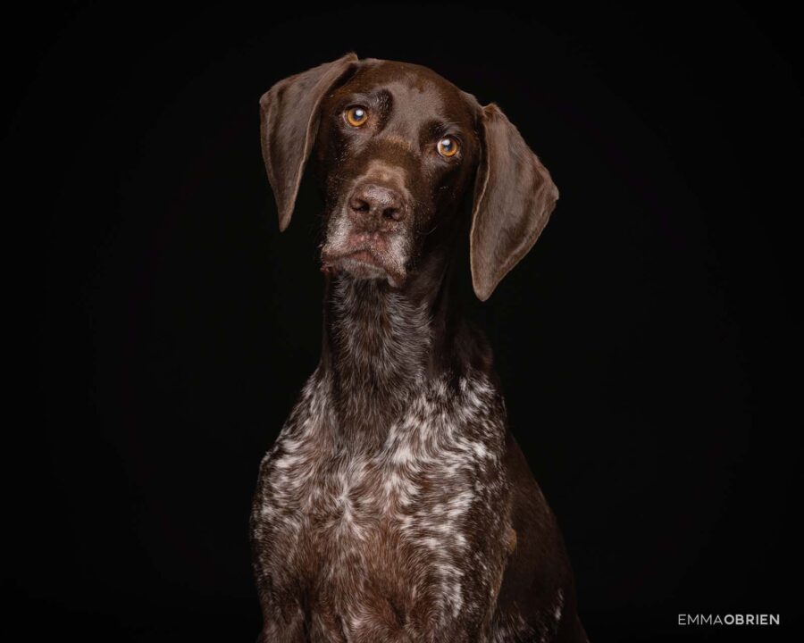 German Pointer Photographed against a black backdrop