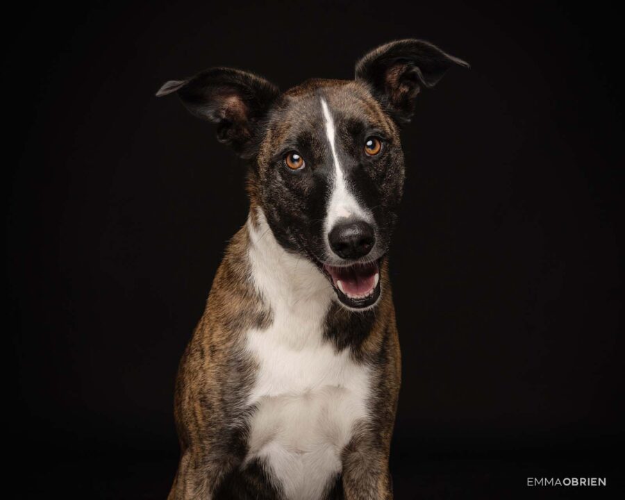 Mixed breed dog photographed on a black backdrop