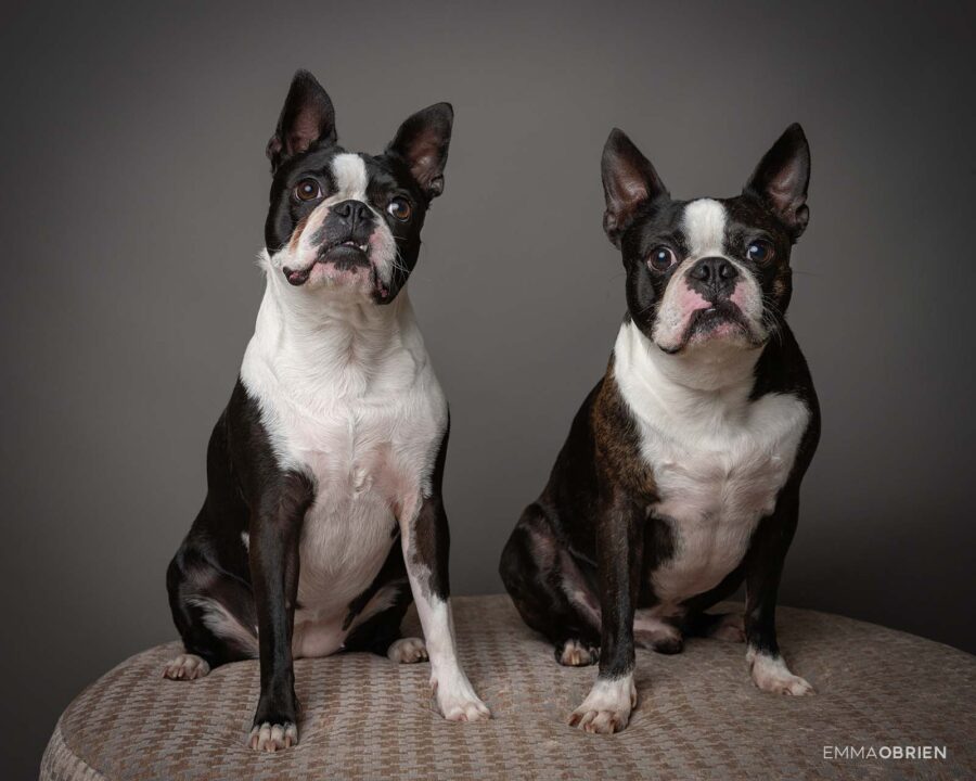 Boston terriers photographed against a grey background
