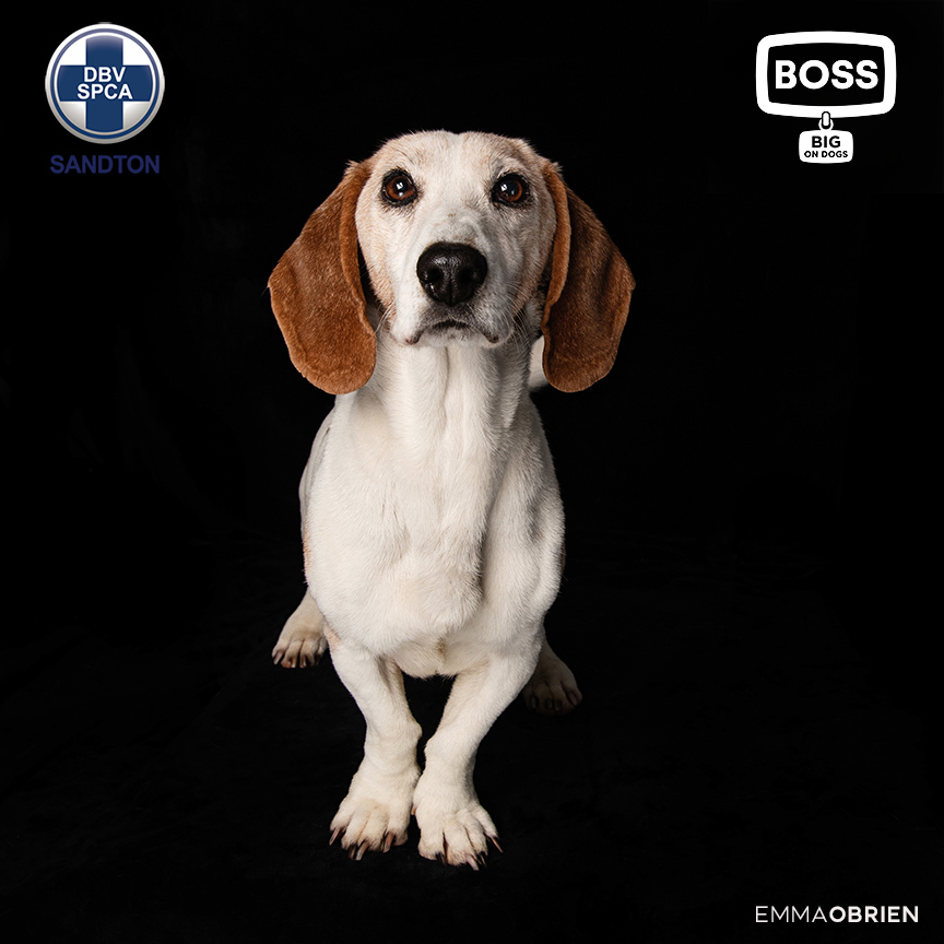 Rescue dog photography