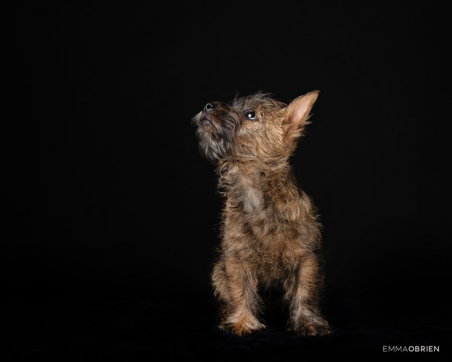 dog portrait photography