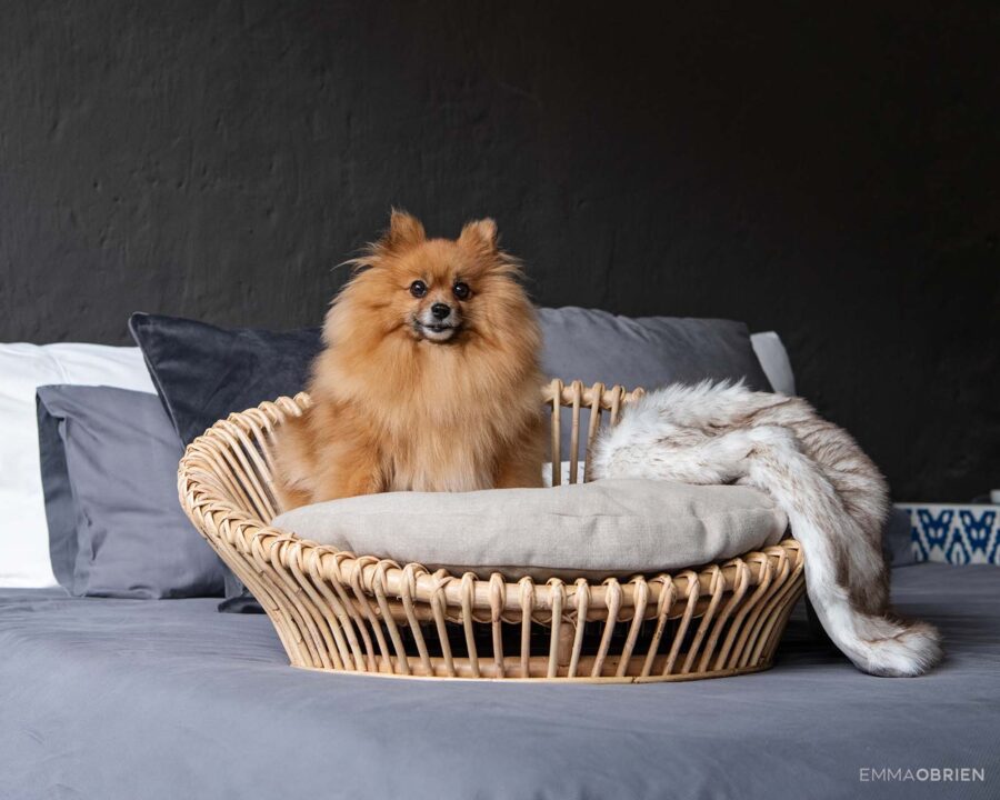 Toy Pom sitting on a dog bed in a bedroom