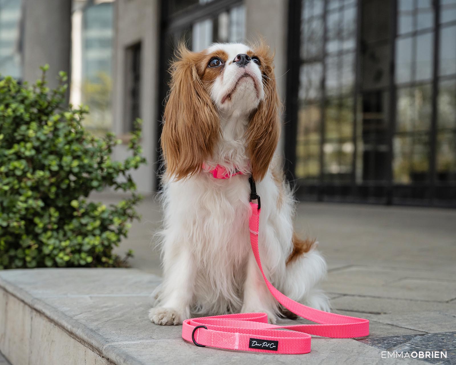King charles cavalier spaniel in Rosebank Johannesburg