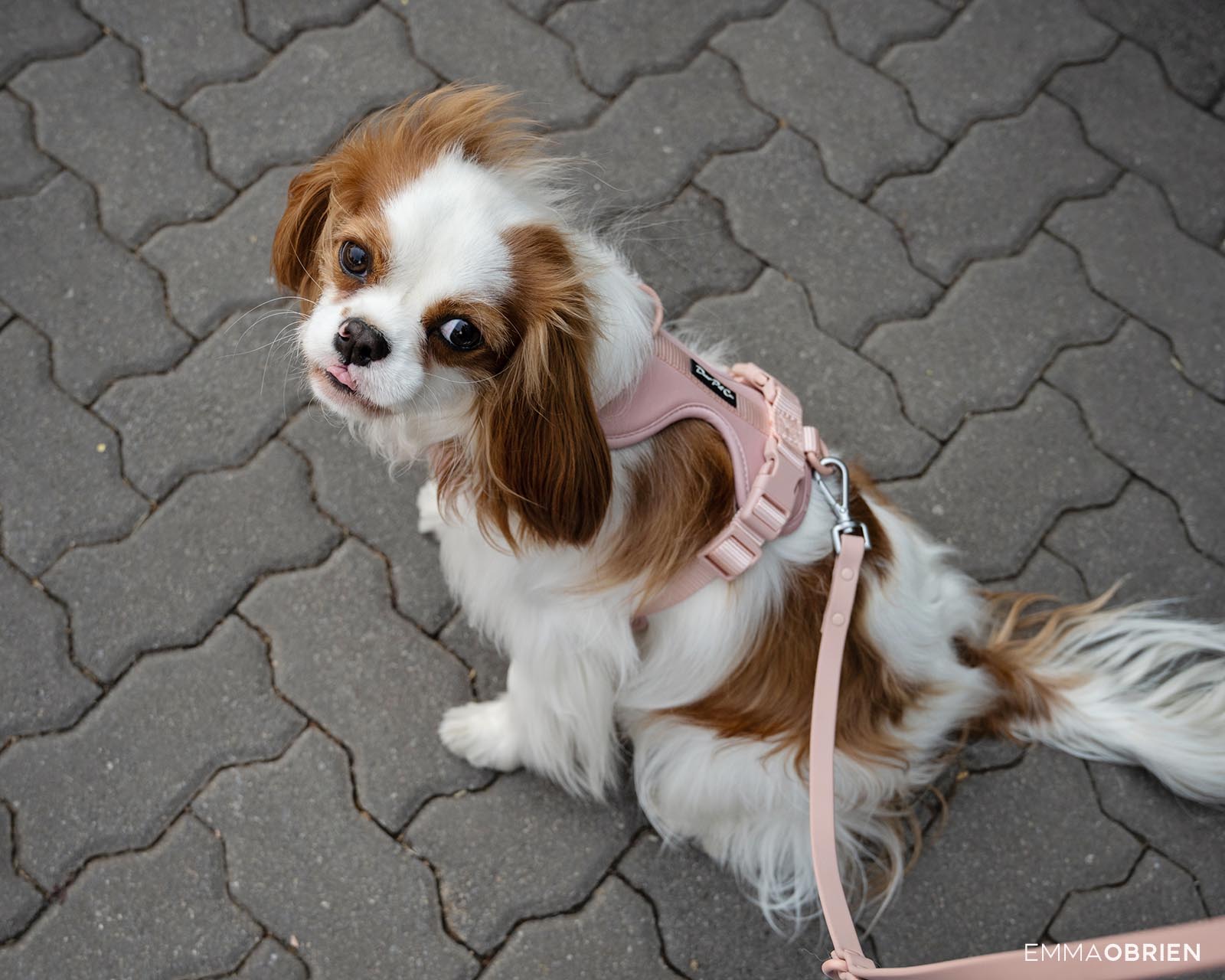 King charles cavalier spaniel in Rosebank Johannesburg