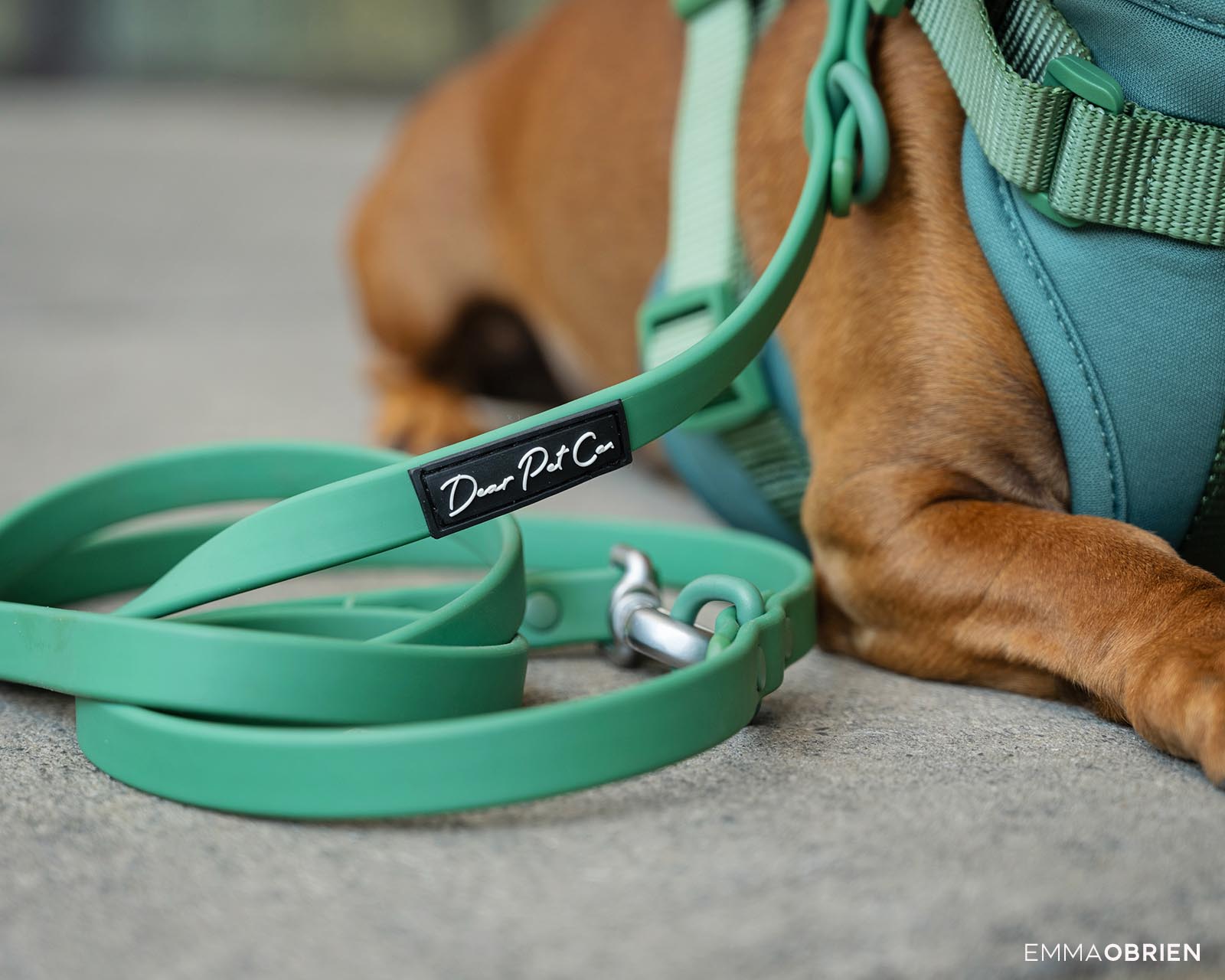dachshund wearing a green collar and lead