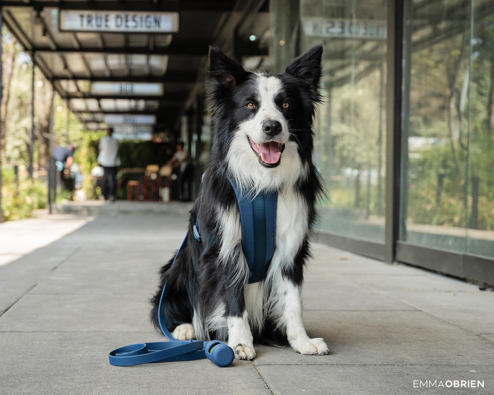 Border collie sitting in Rosebank, Johannesburg