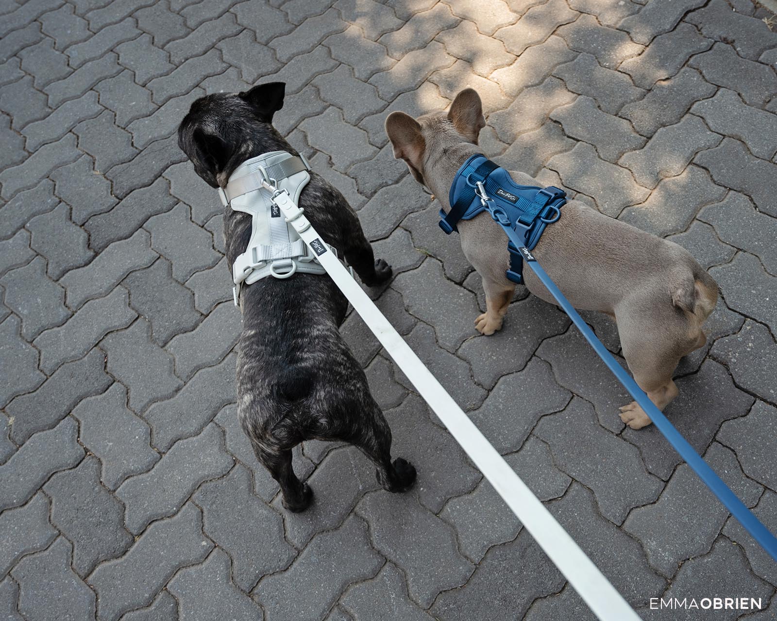 two french bulldogs in Rosebank, Johannesburg