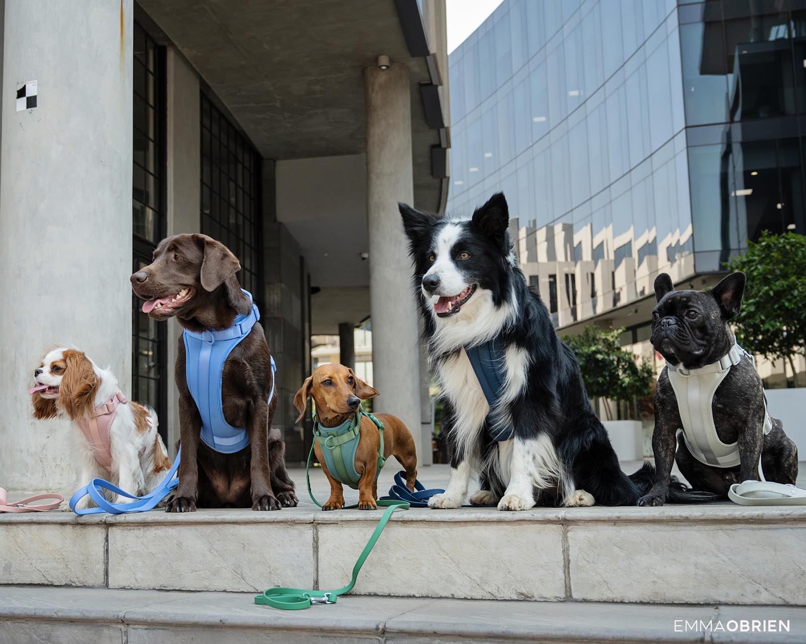 dogs of different sizes sitting on steps in Rosebank, Johannesburg