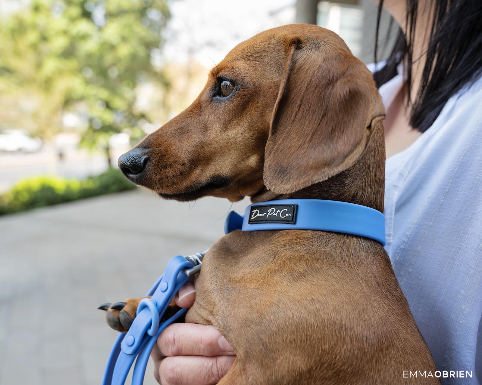tan dachshund wearing a blue collar in Rosebank, Johannesburg