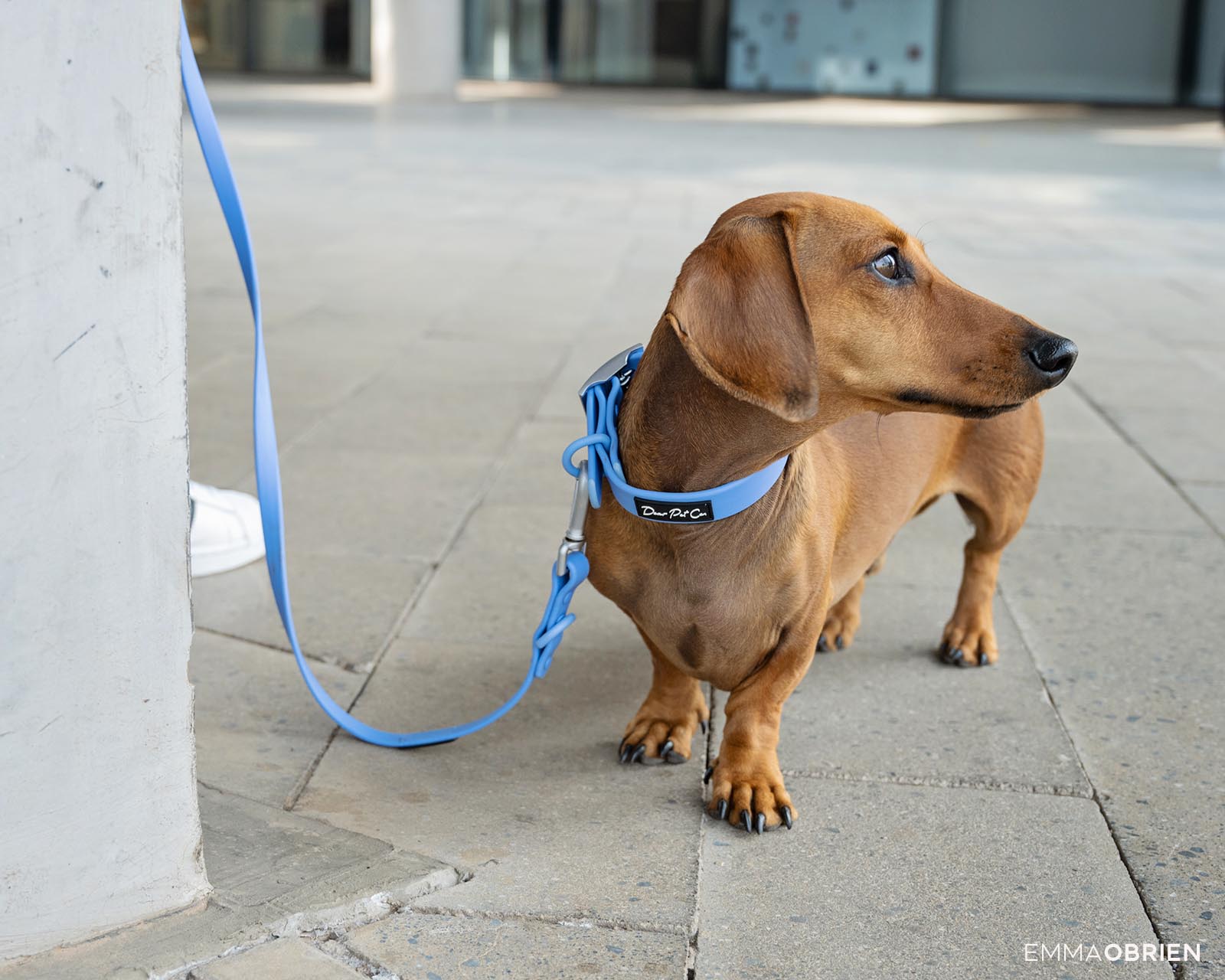 tan dachshund on a blue lead in Rosebank, Johannesburg