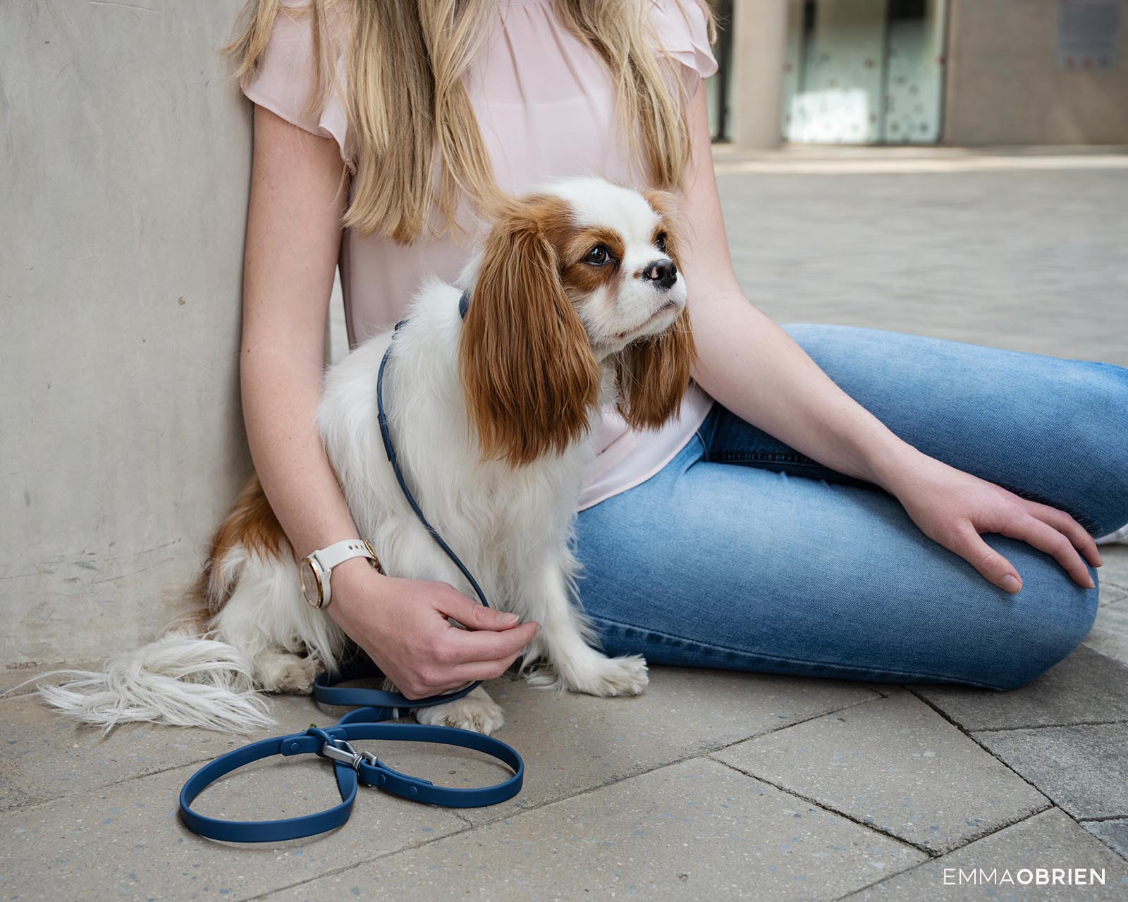 King charles cavalier spaniel in Rosebank Johannesburg