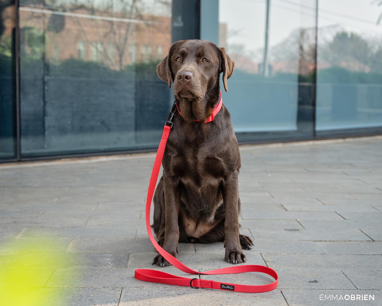 chocolate labrador sitting in an urban area - Rosebank, Johannesburg