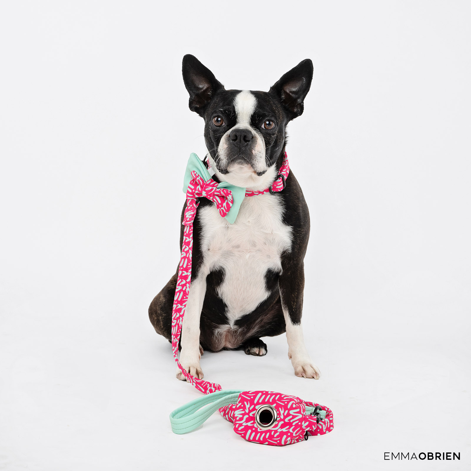 Boston terrier photographed in a studio against a white background
