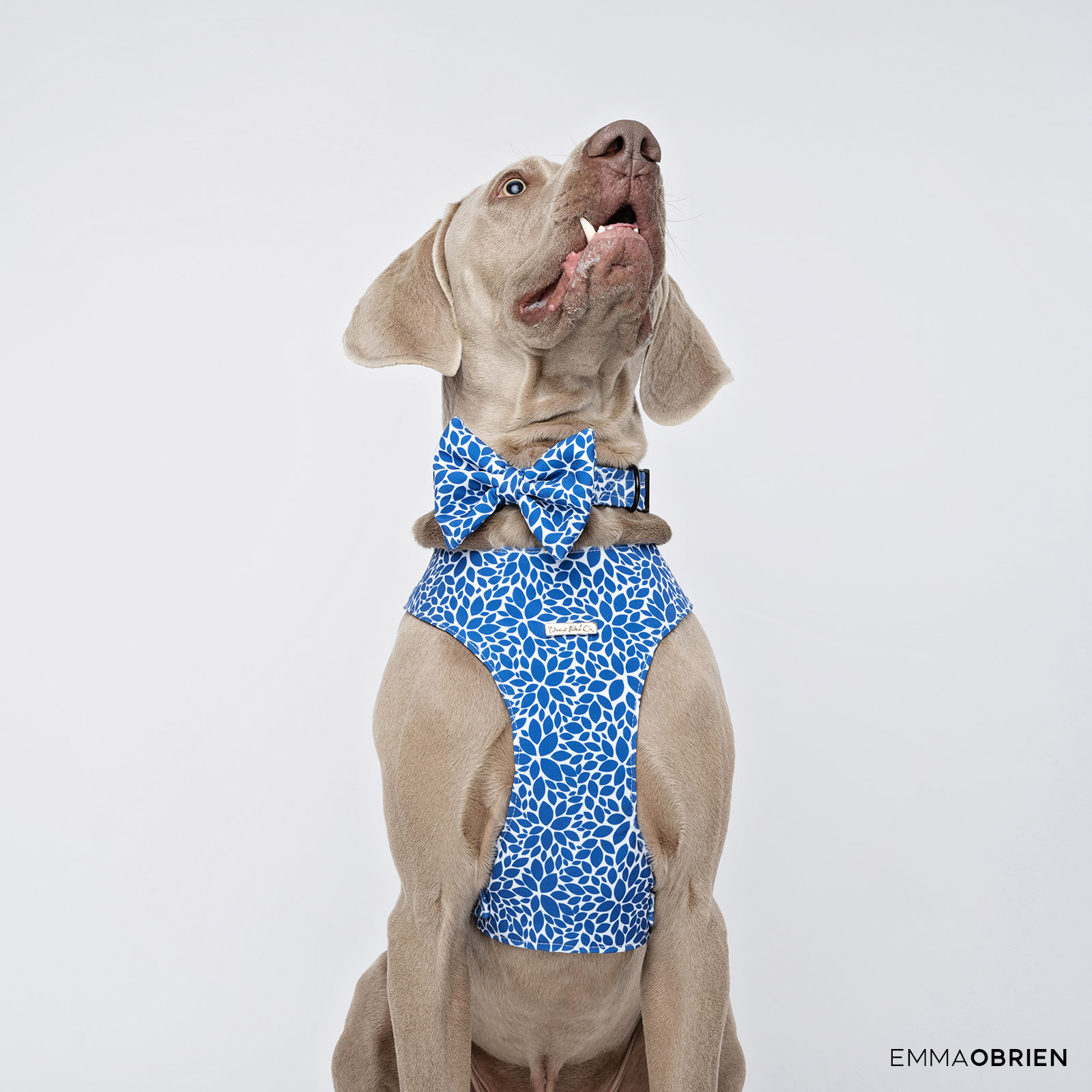 weimaraner photographed in a studio wearing a blue bowtie