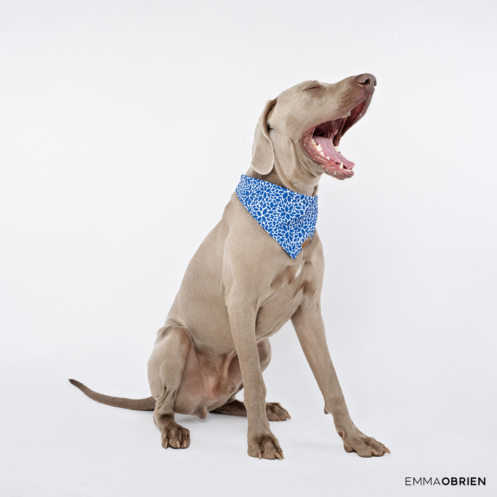weimaraner yawning in a blue bandana