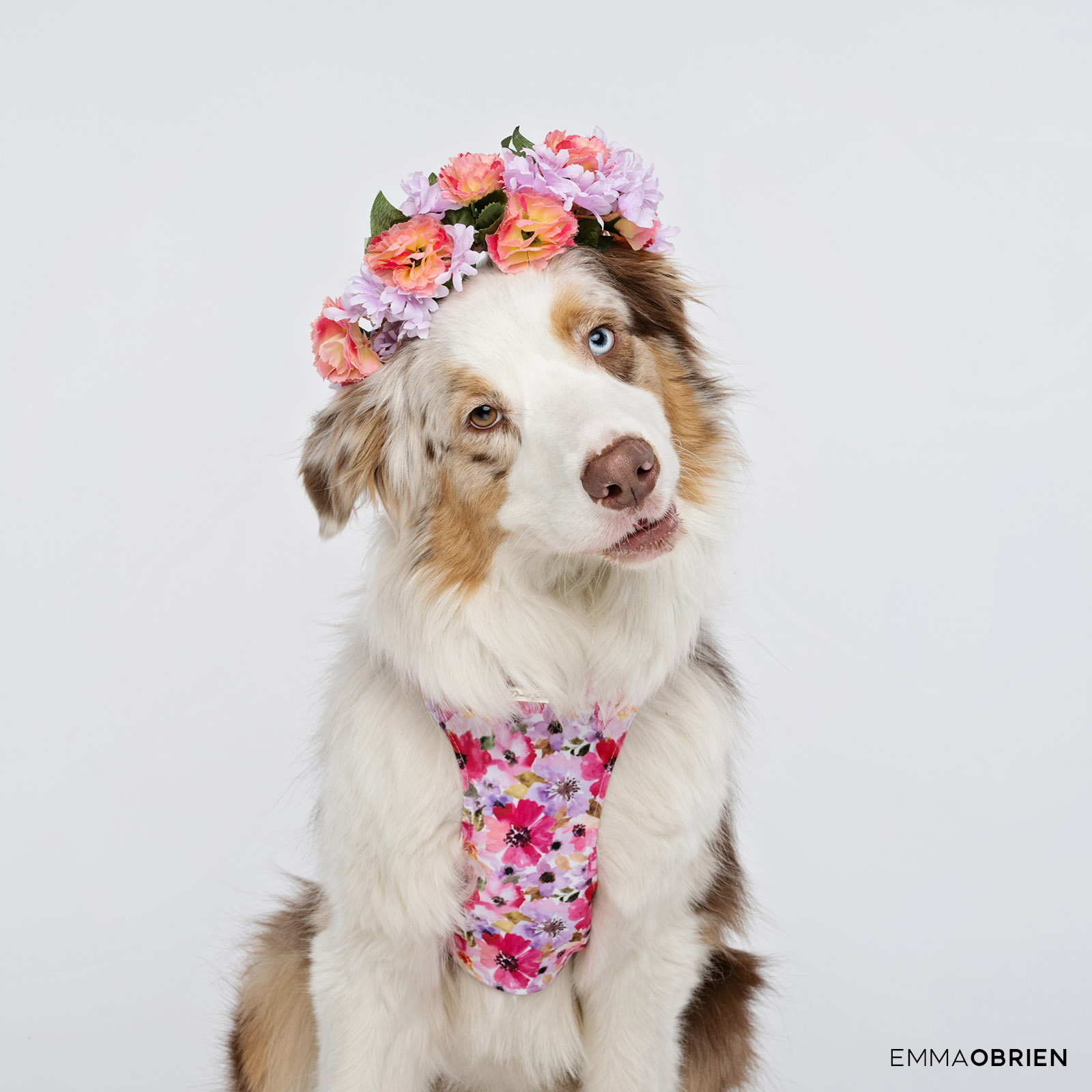 Aussie shepherd wearing a floral harness and flower crown