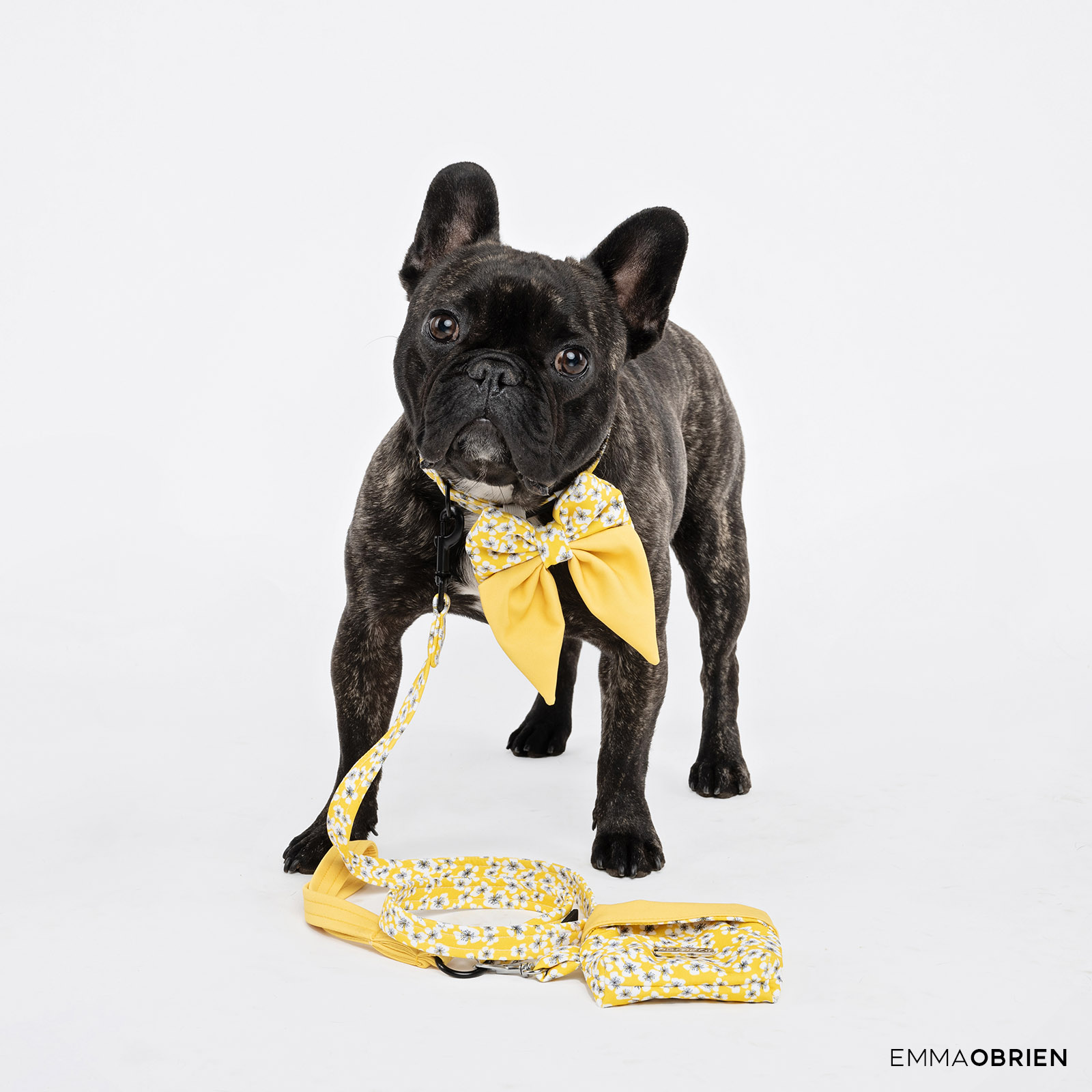 french bulldog wearing a yellow collar, lead and bowtie
