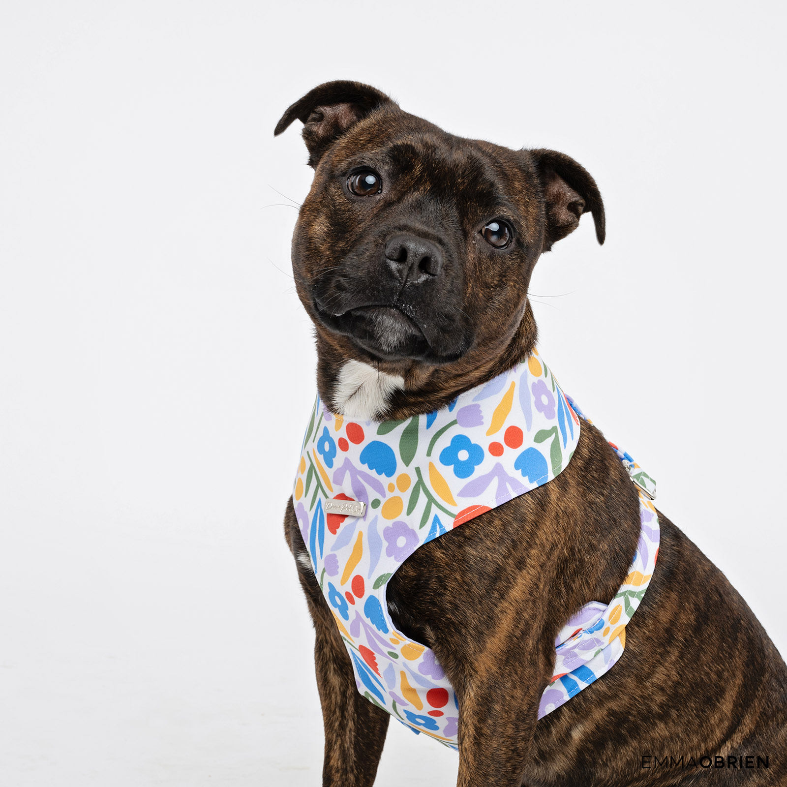 Brindle staffy photographed in a studio against a white background