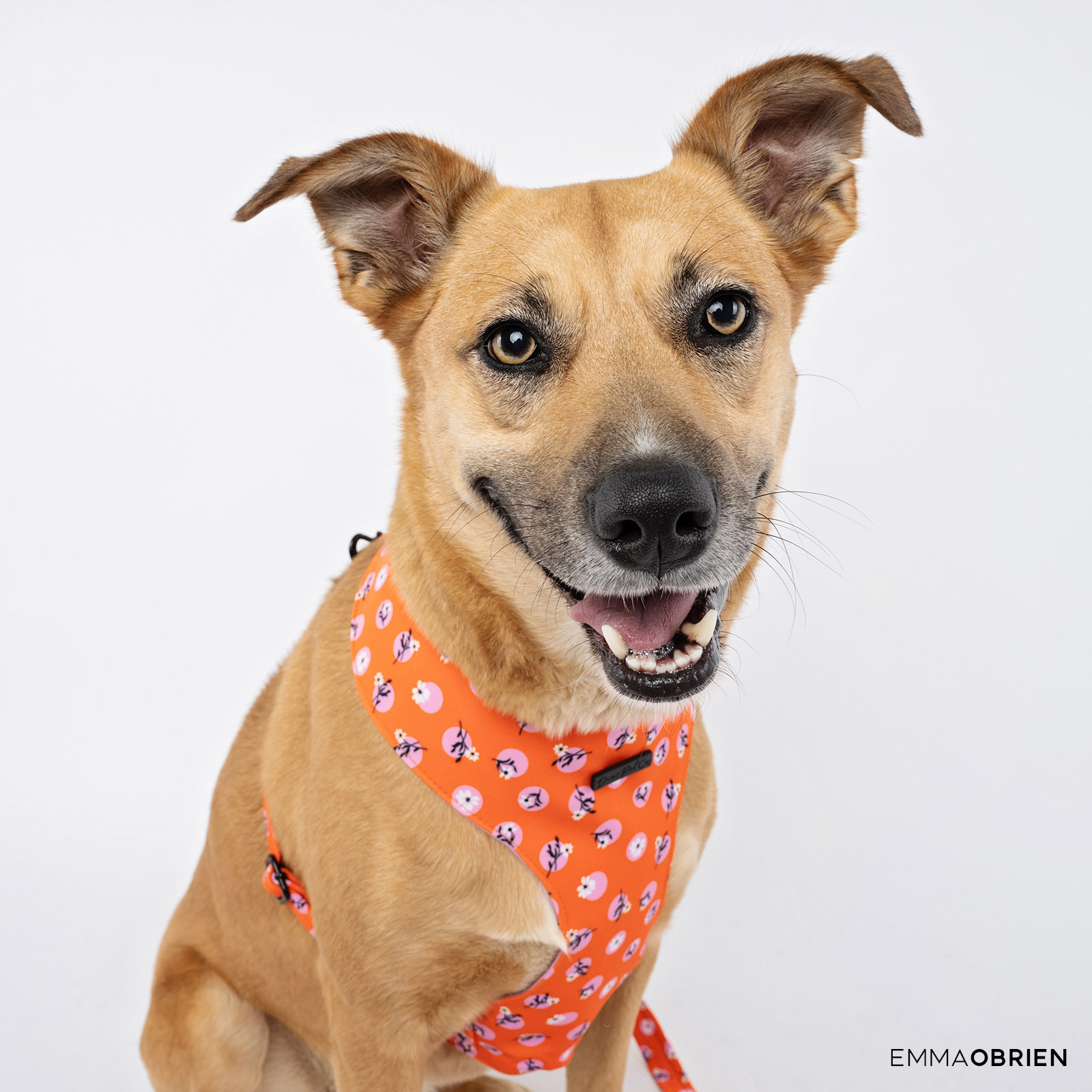 Brown dog with a crazy face wearing an orange harness