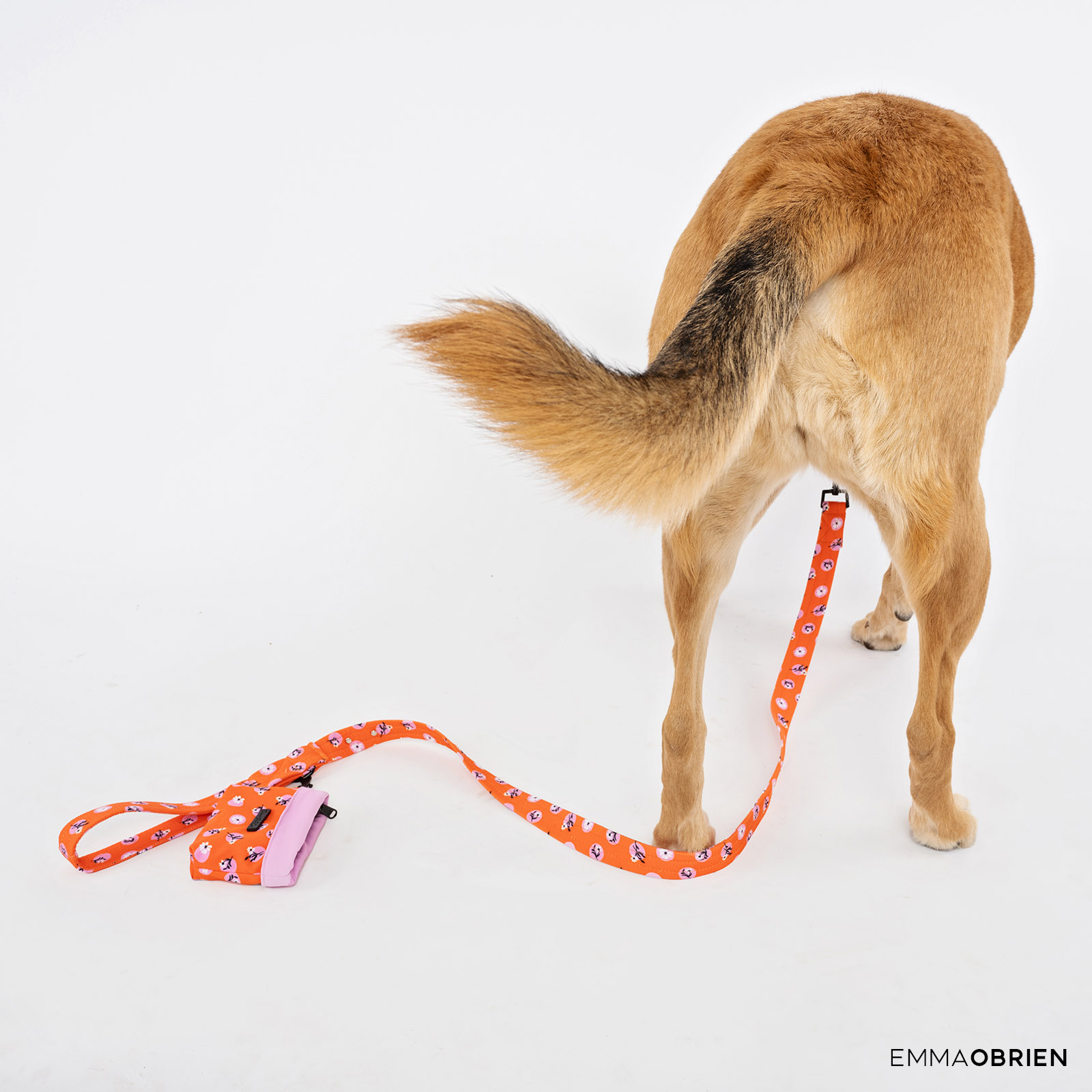 back view of a brown dog photographed on a white background in a studio