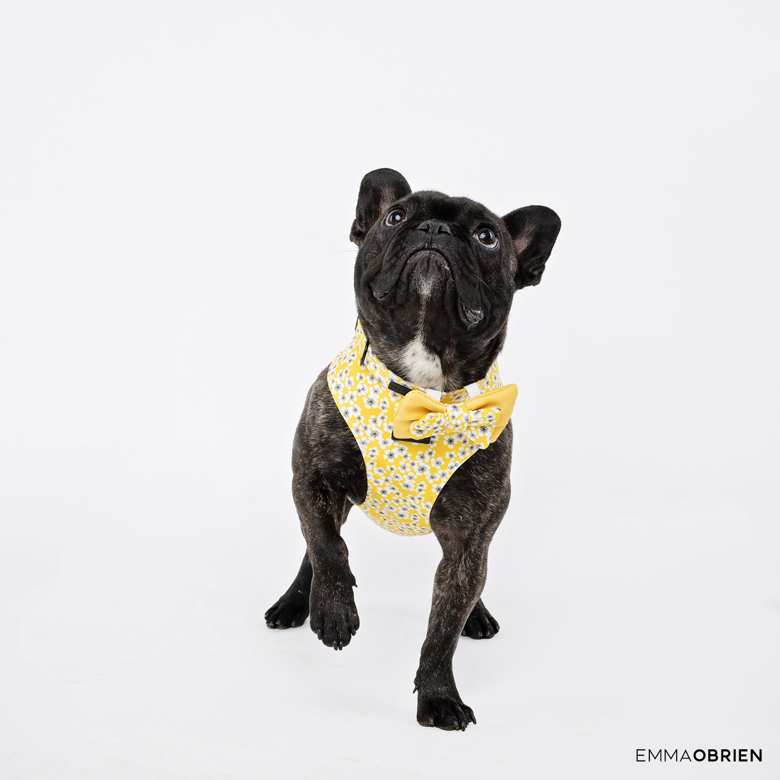 French Bulldog photographed in a studio
