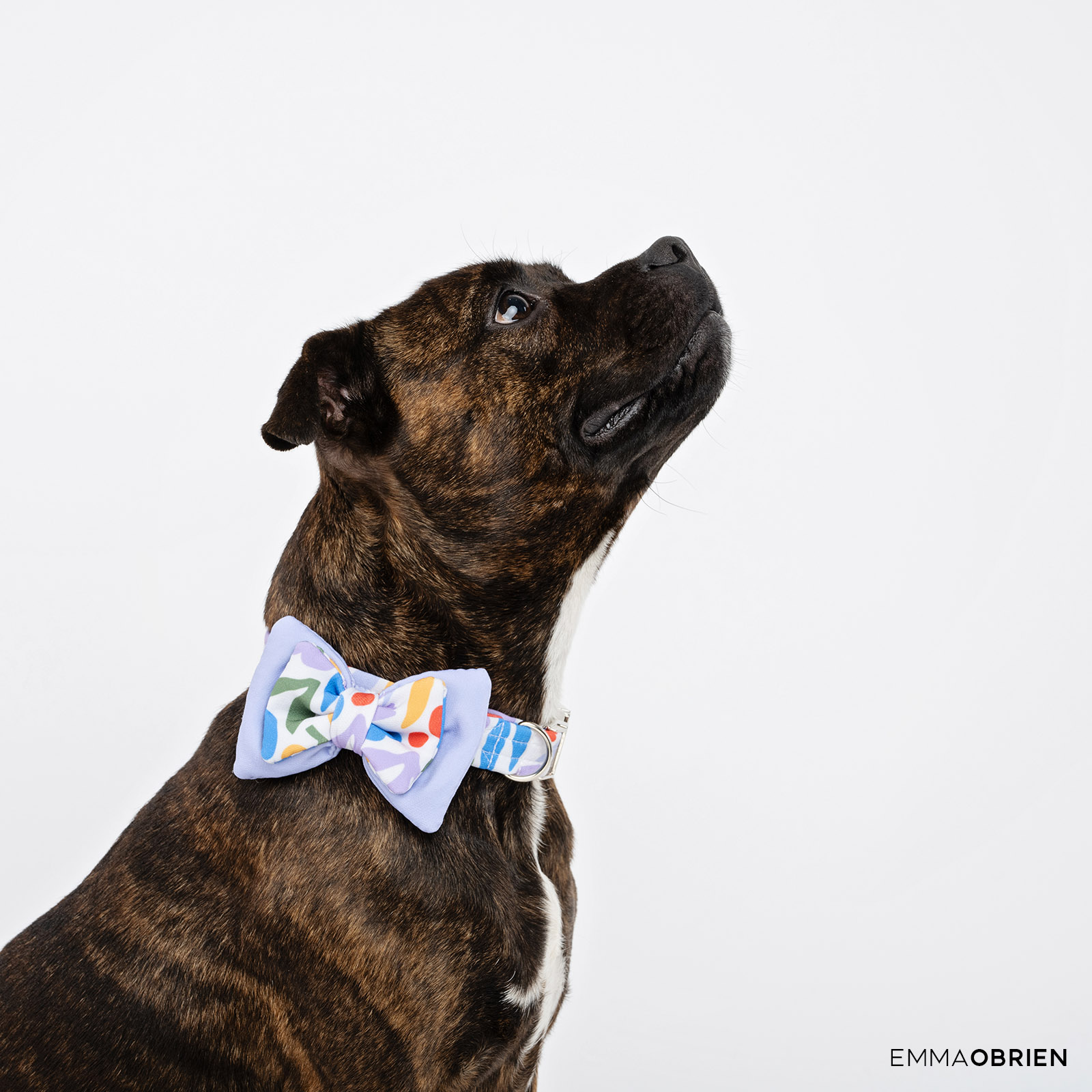 brindle Staffordshire bull terrier photographed in a studio against a white backdrop