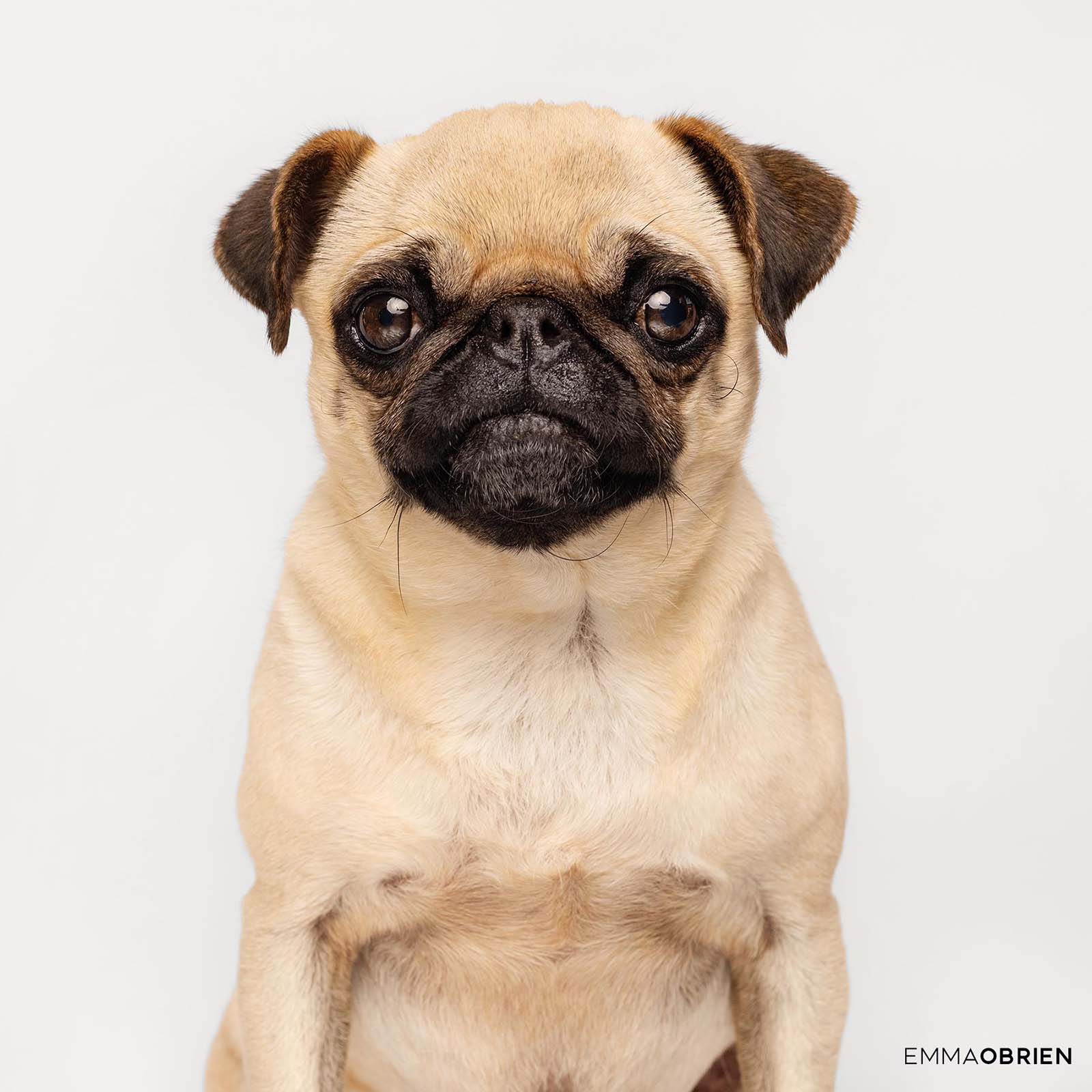 fawn pug photographed in a studio against a white background