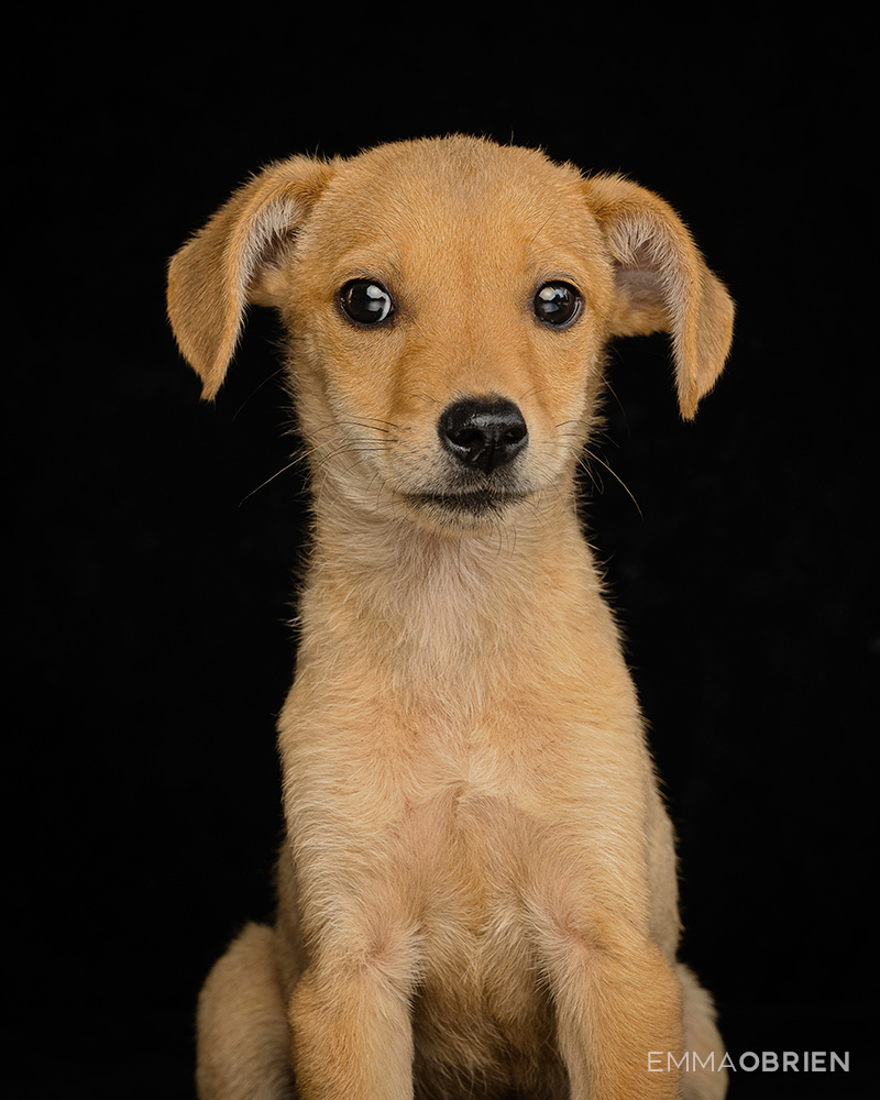 Mixed breed puppy waiting photographed at CLAW by dog photographer Emma O'Brien