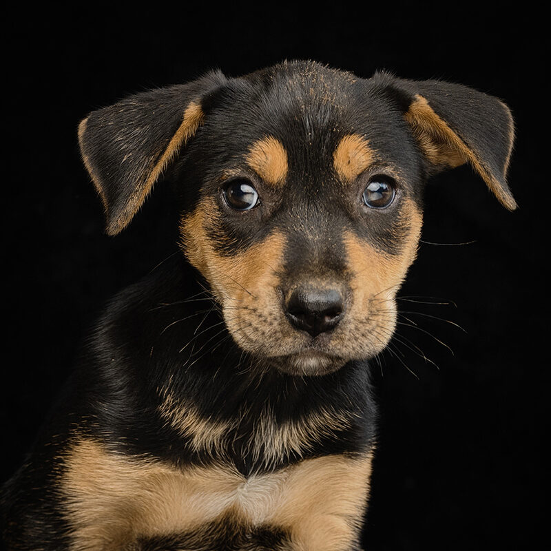Shelter Dog Photography - CLAW Dogs