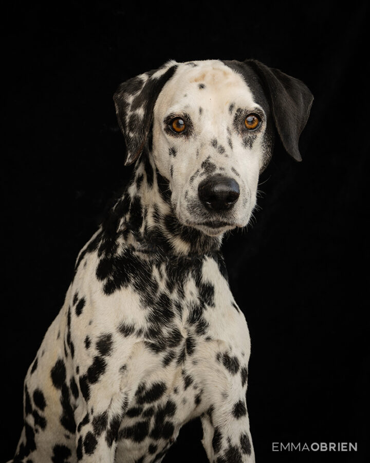 Dalmatian photographed at CLAW by dog photographer Emma O'Brien