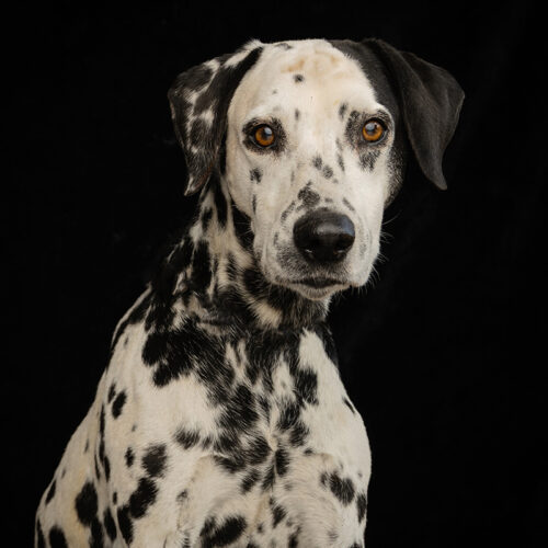 Dalmatian photographed at CLAW by dog photographer Emma O'Brien