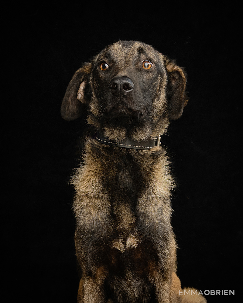 Mixed breed puppy waiting photographed at CLAW by dog photographer Emma O'Brien