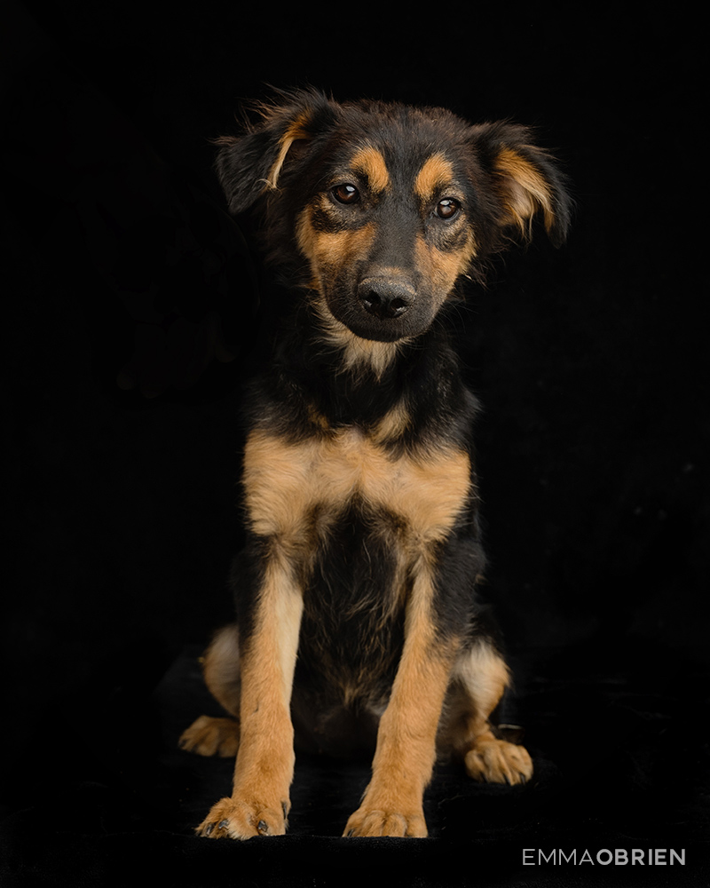 Mixed breed puppy waiting photographed at CLAW by dog photographer Emma O'Brien