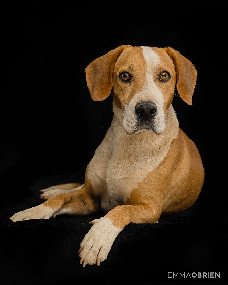 Mixed breed puppy waiting photographed at CLAW by dog photographer Emma O'Brien