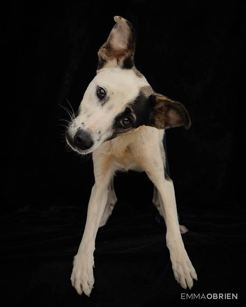 Mixed breed puppy waiting photographed at CLAW by dog photographer Emma O'Brien