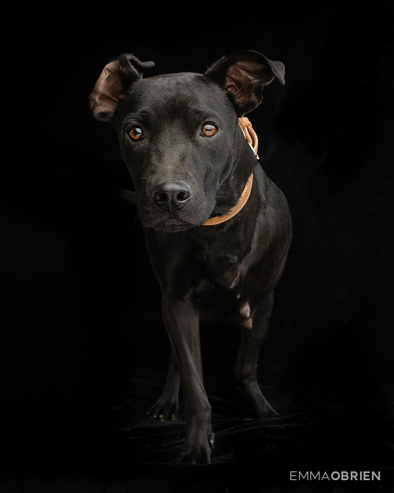 Mixed breed puppy waiting photographed at CLAW by dog photographer Emma O'Brien
