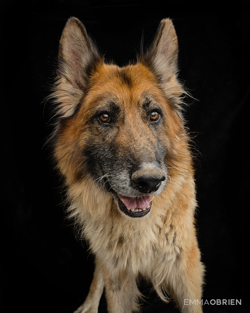 German Shepherd dog photographed at CLAW by dog photographer Emma O'Brien