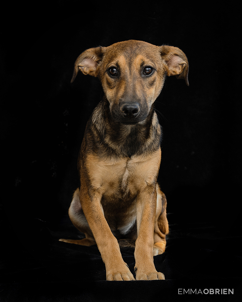 Mixed breed puppy waiting photographed at CLAW by dog photographer Emma O'Brien