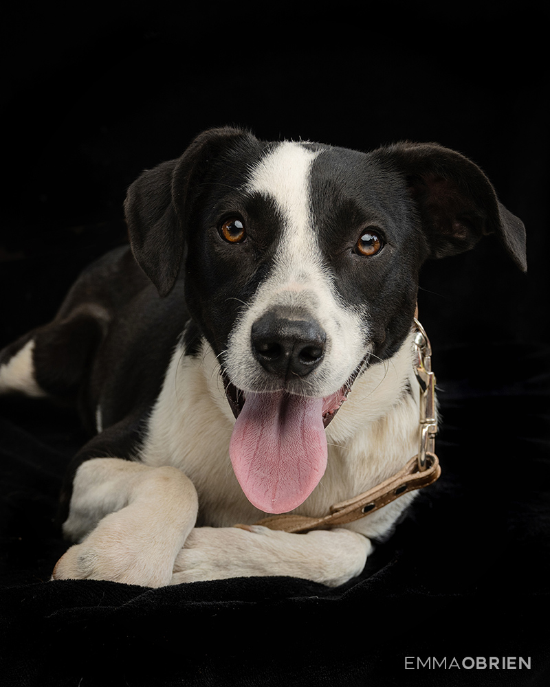Black and white dog lying down photographed against a black backdrop