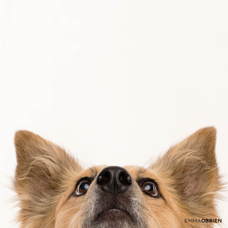 Rescue Dog Photography Project - Mutts photographed by Emma O'Brien