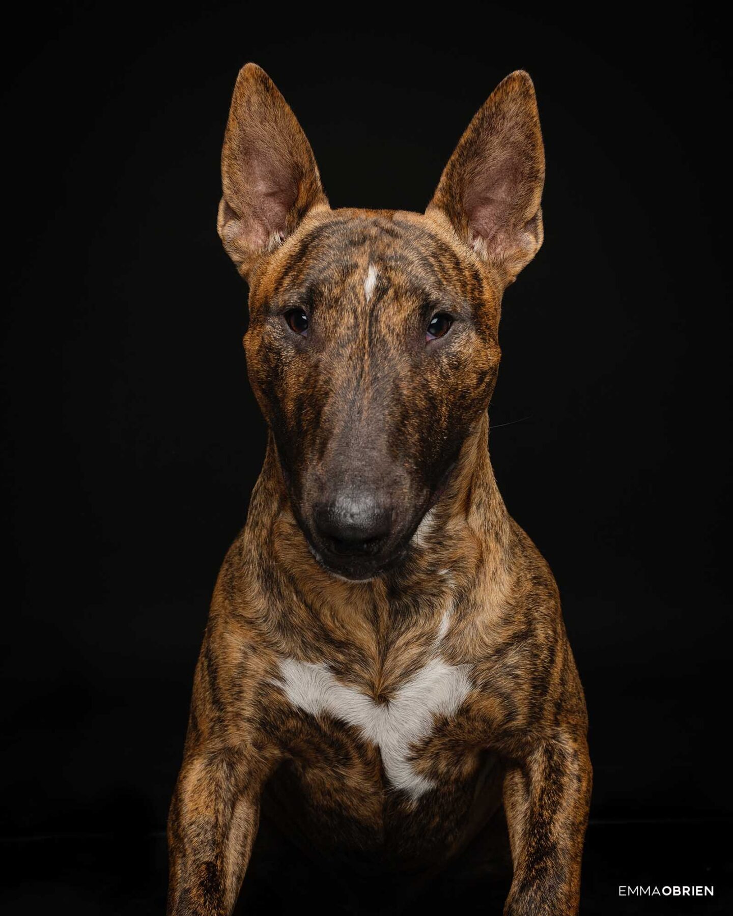 Dog photography studio Centurion Gauteng