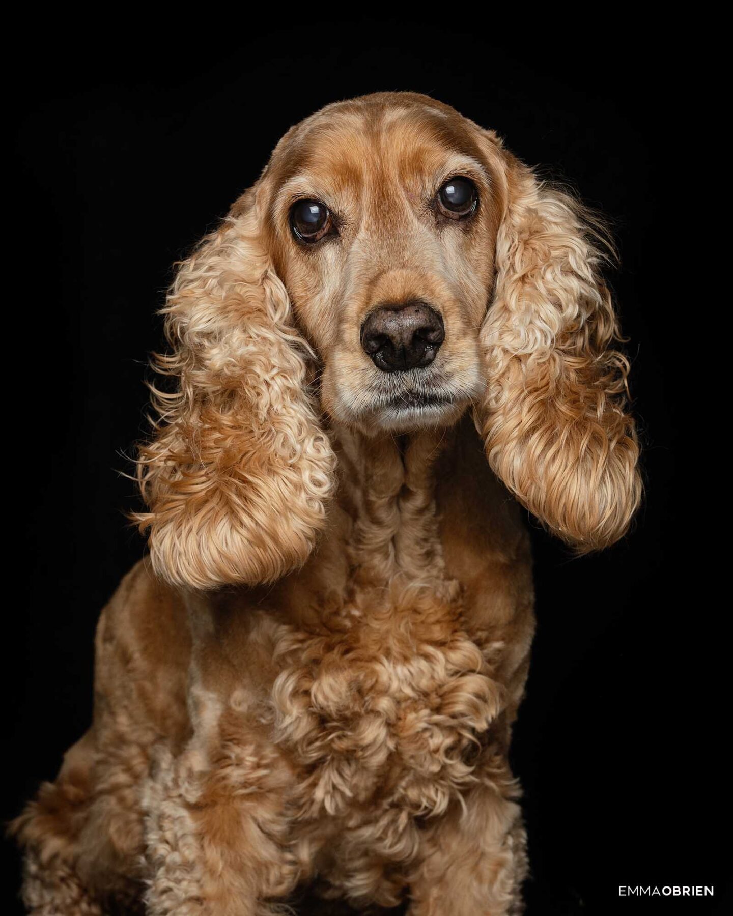 Dog photography studio Centurion Gauteng