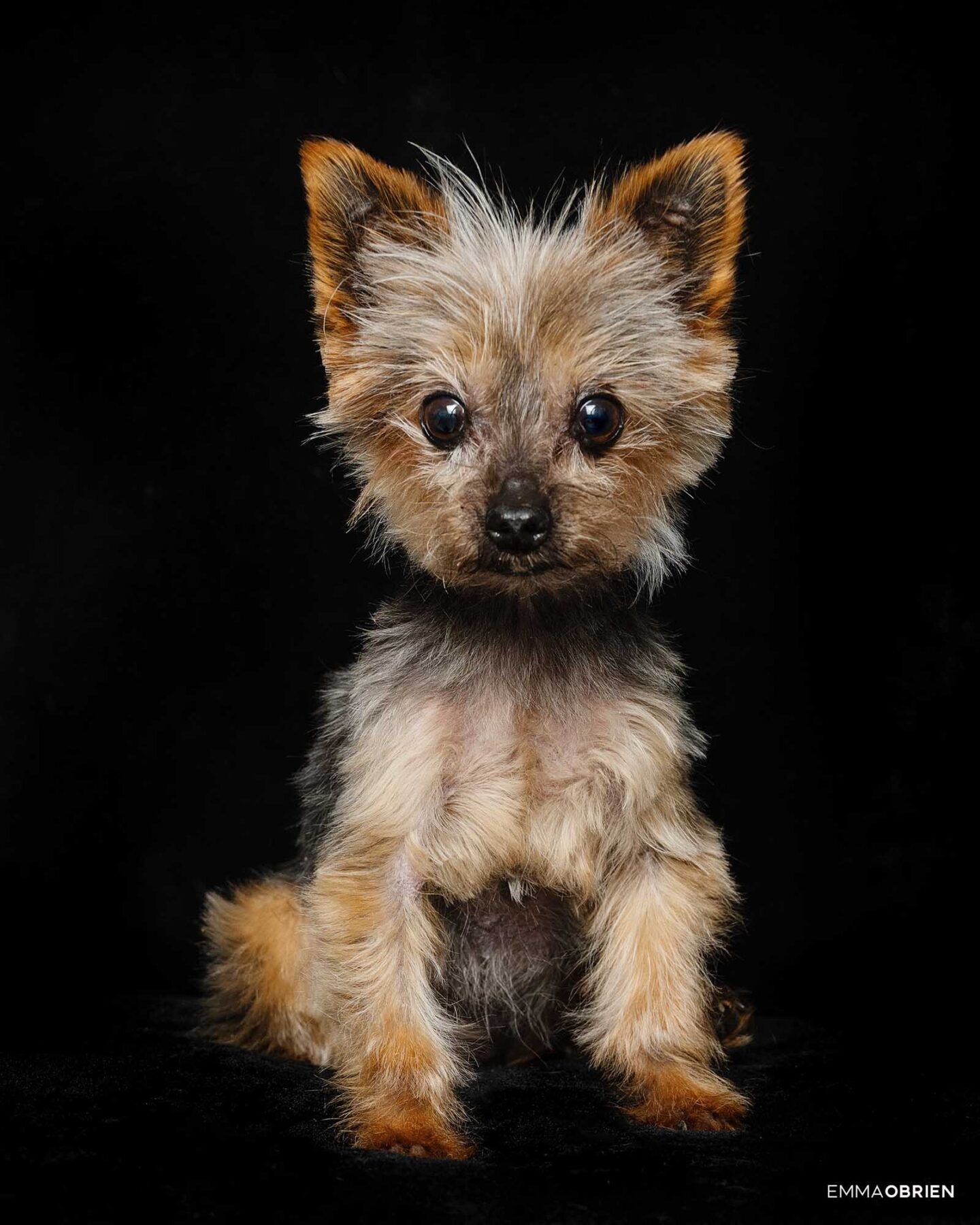 Dog photography studio Centurion Gauteng
