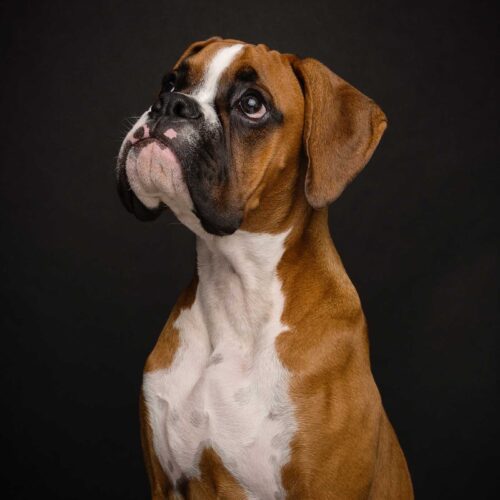 Dog photography studio Centurion Gauteng