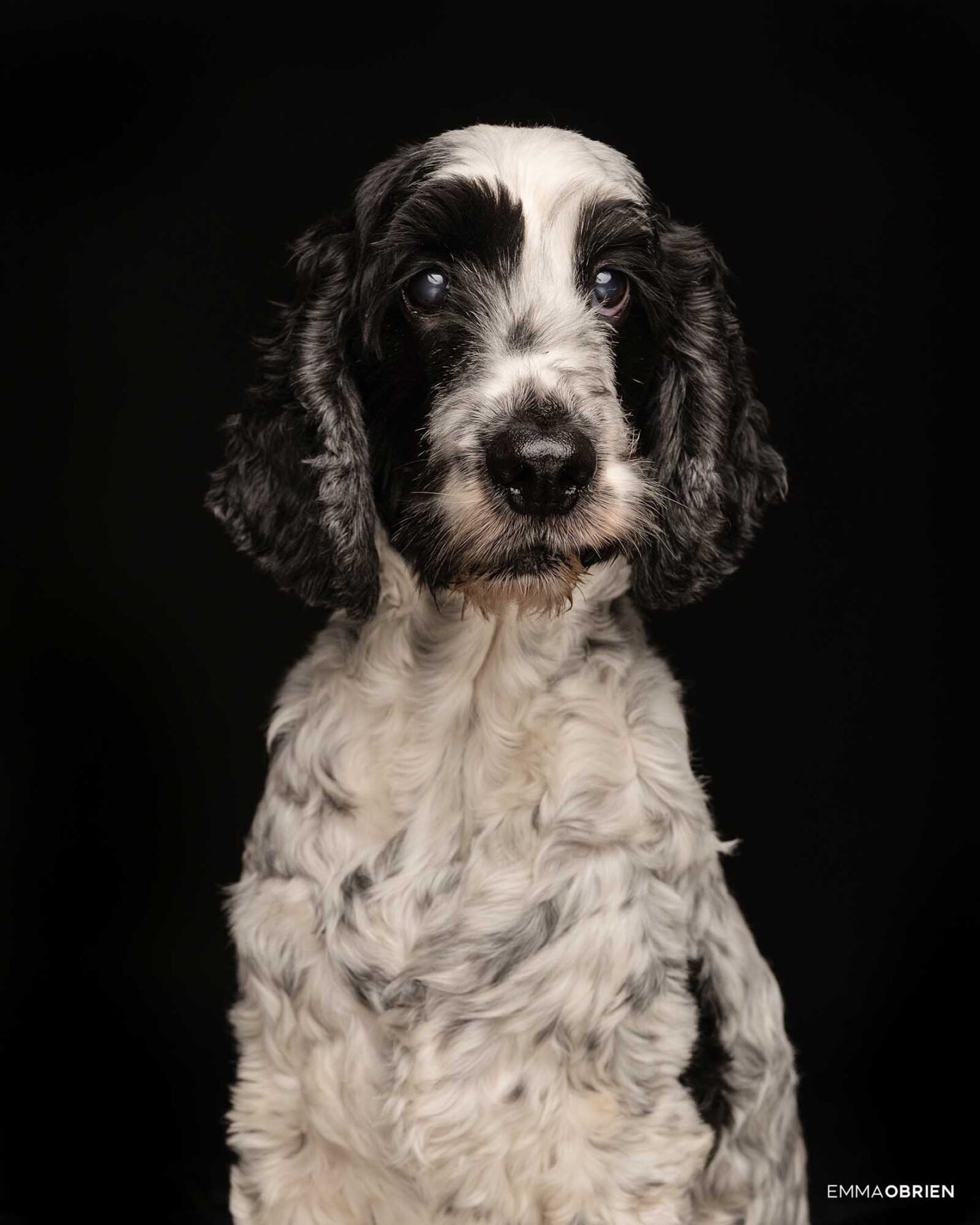 Dog photography studio Centurion Gauteng